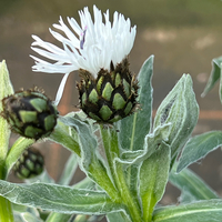 Centaurea montana 'Alba'